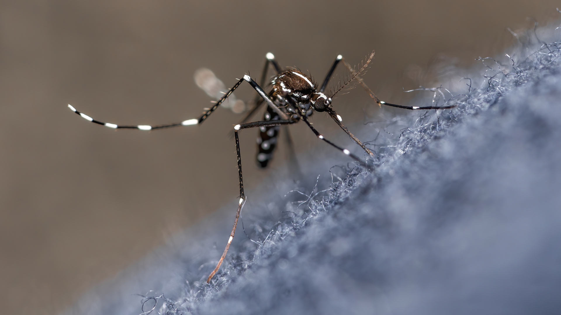 tentantes gravidas dengue